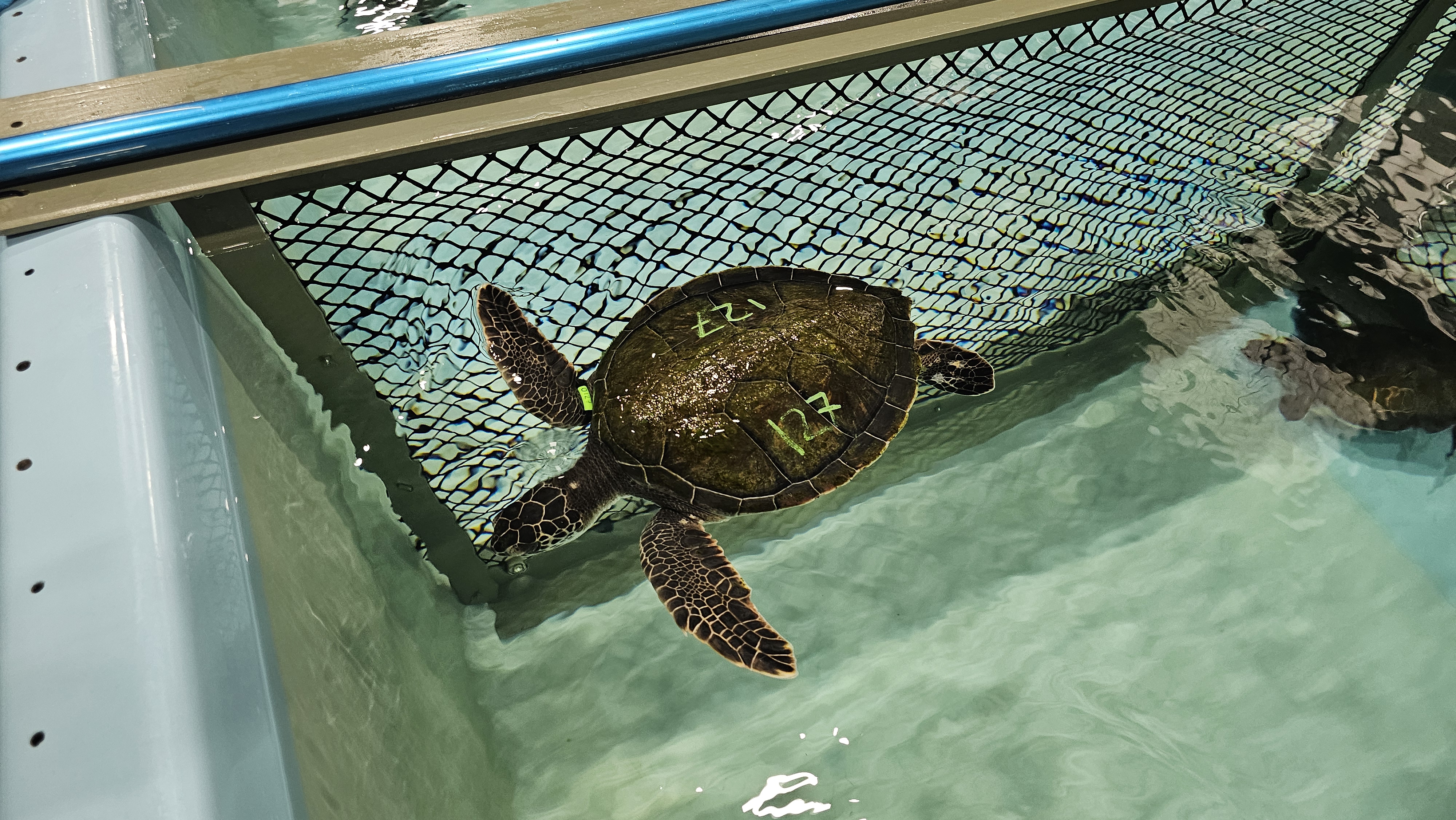 A close up of one of the sea turtles. The species is a Green turtle. 