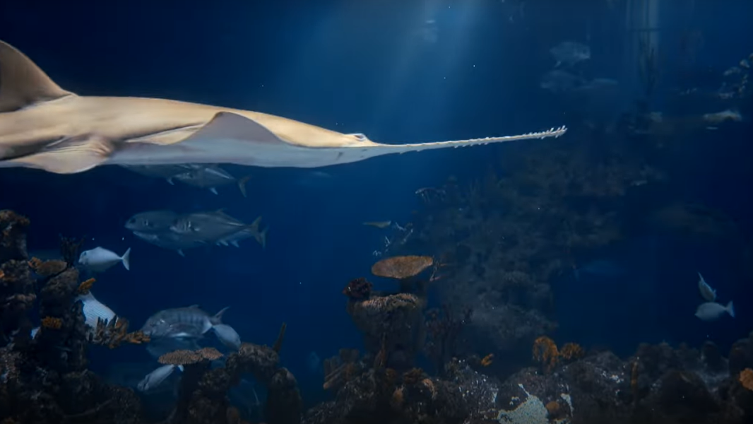 Image of a Green sawfish swimming through The Deep's Endless Ocean exhibit.