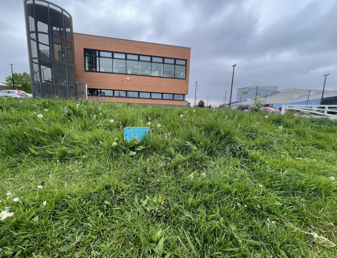 A patch of grass growing wild on The Deep's site