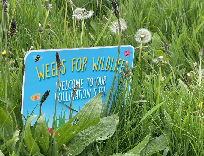 Weeds for Wildlife sign surrounded by dandelions. 