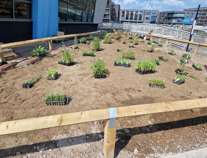 Plants resting in their pots spread across the garden, waiting to be planted.