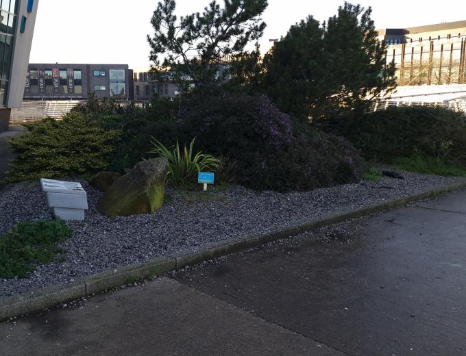 Image of the bog garden before the project commenced.