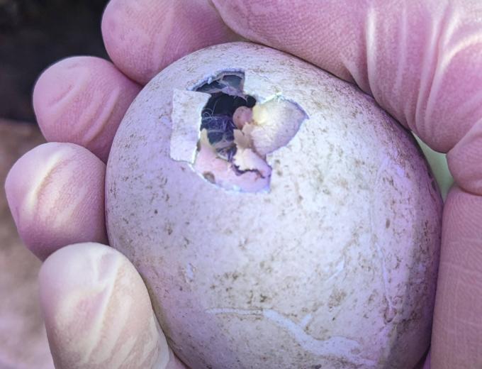 The penguin egg beginning to hatch.