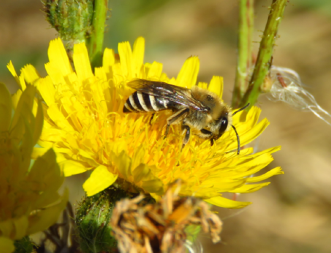 Close up of a Sea Aster Mining Bee resting on a dandelion.