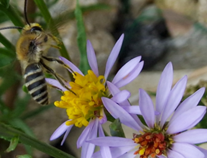 Close up of the Sea Aster Mining Bee on the Sea Aster plant