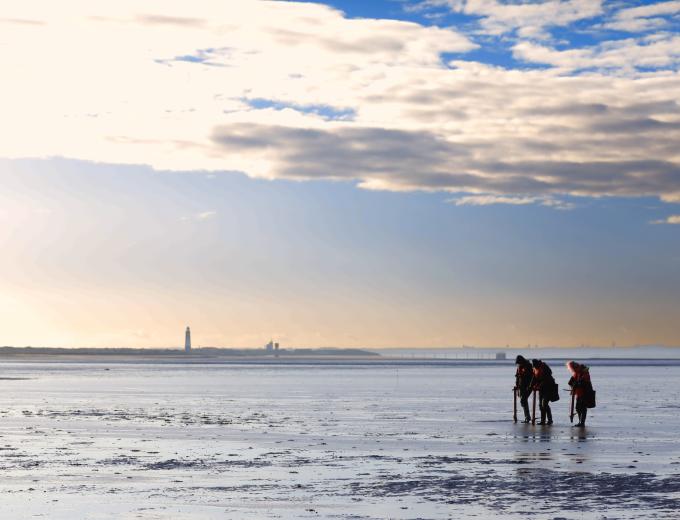 Seagrass planting at Spurn Point