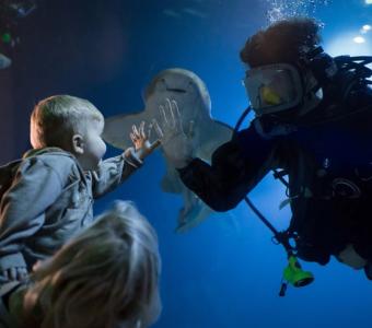 Child with shark