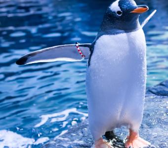 Gentoo penguin close up