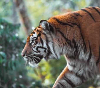 Tiger walking through shrubs.