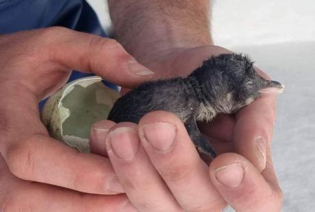 Baby Gentoo hatch