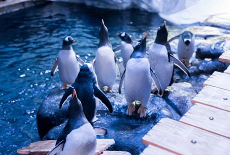 9 Penguins looking up next to water