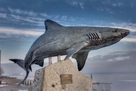 Shark statue