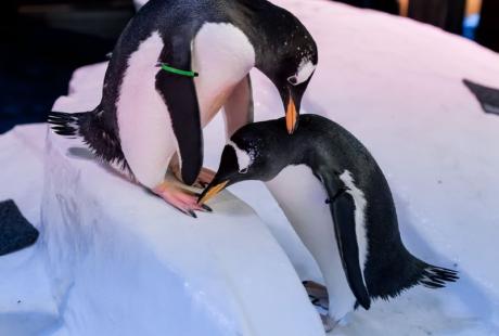 2 penguins, 1 with lowered head and the other resting it's beak on the other penguins neck