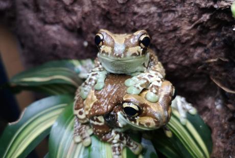 2 amazon milk frogs sat on a leaf