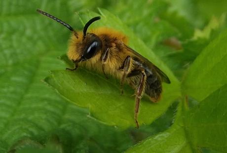 Close up of a honeybee resting on a leaf