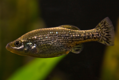 Butterfly splitfin fish