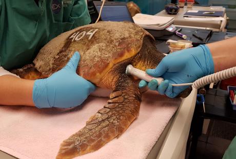 Turtle having his temperature taken