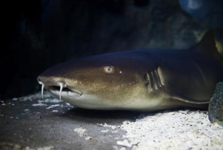 Close up of a Nurse shark