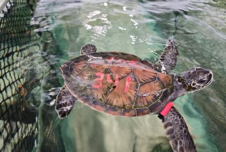 Turtle floating in the water with number on it