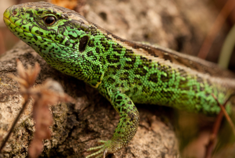 Close up of a Sand lizard resting on a log.