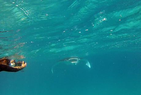 Photographing manta rays in the Red Sea.