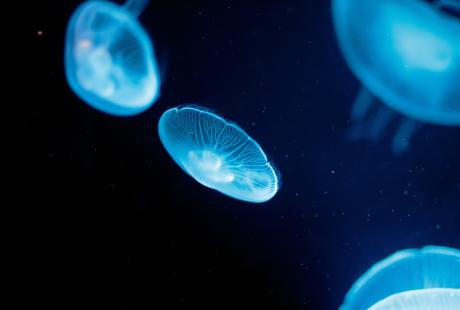 Close up of Moon jellyfish