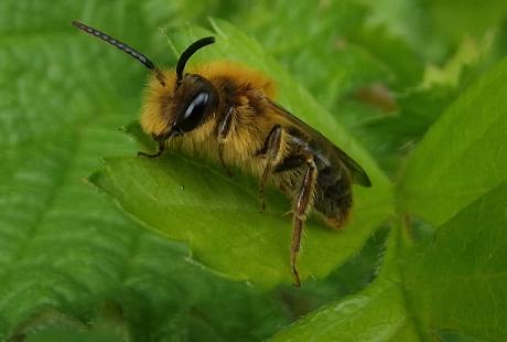 Close up of a bee resting on a leaf