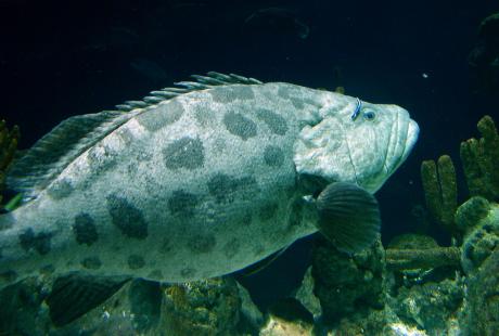 Potato grouper and cleaner wrasse