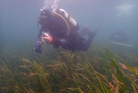 Diver observing seagrass underwater.