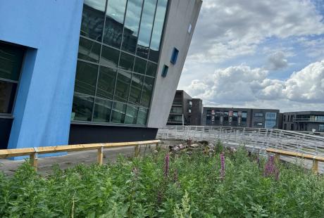 The biodiversity bog garden outside The Deep building.