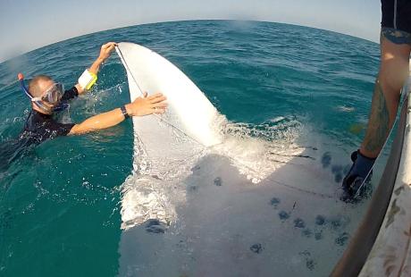 One of The Deep's Aquarists in diving gear in the sea, measuring a Manta ray.