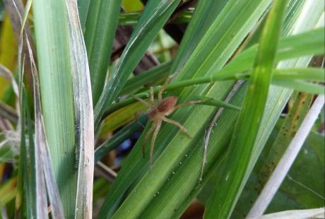 Close up of a Fen raft spider on a strand of grass.