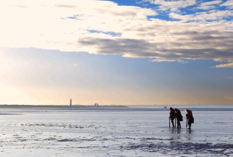 Seagrass planting at Spurn Point