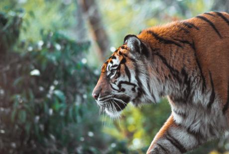 Close up of a tiger