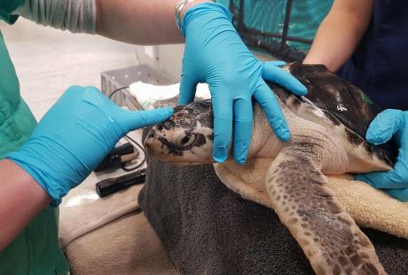 Sea turtle having a health check up in Boston's turtle rehabilitation centre.