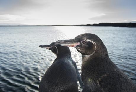 Galapagos penguins