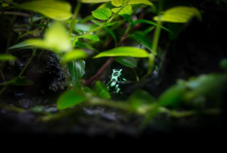 Green and black poison dart frog