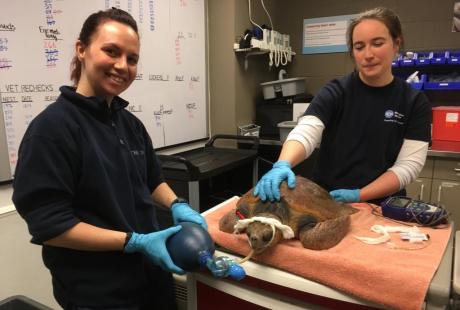 Shoshana and a New England Aquarium volunteer administering treatment for a sea turtle.