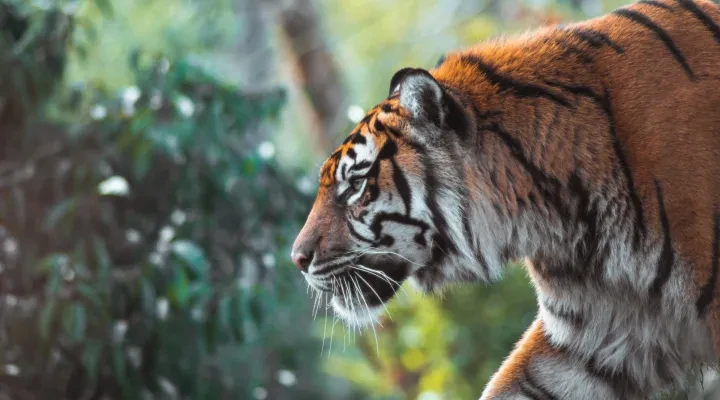 Close up of a tiger