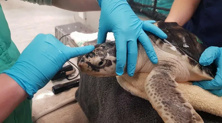 Sea turtle having a health check up in Boston's turtle rehabilitation centre.