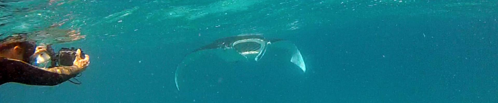 Photographing manta rays in the Red Sea.