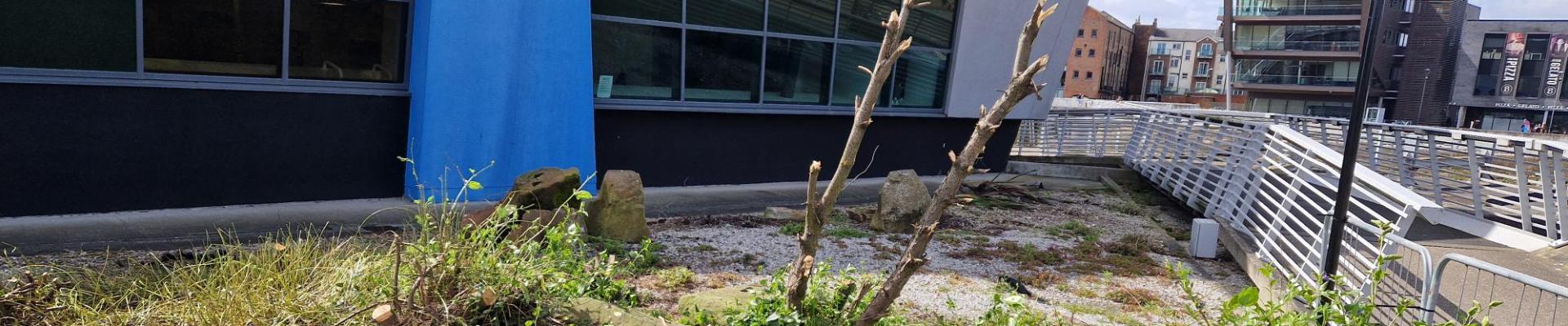 Image of the space at The Deep which will be transformed to the new bog garden. There are shrubs which have been cut down.