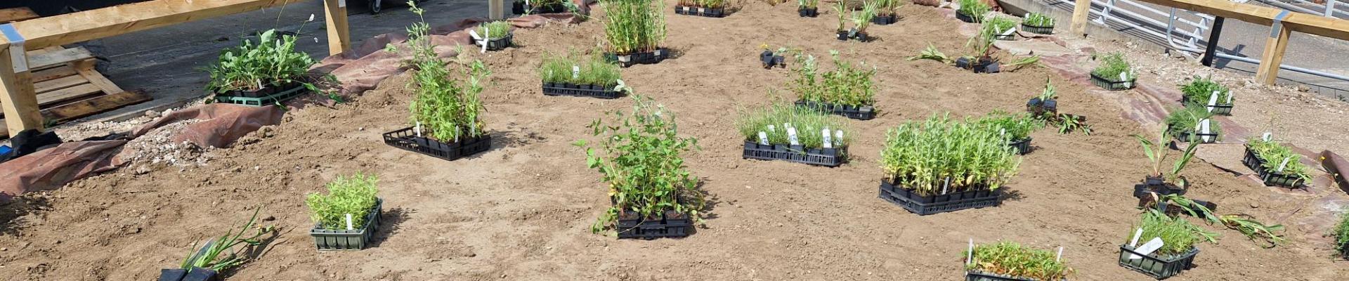 Bog garden plants