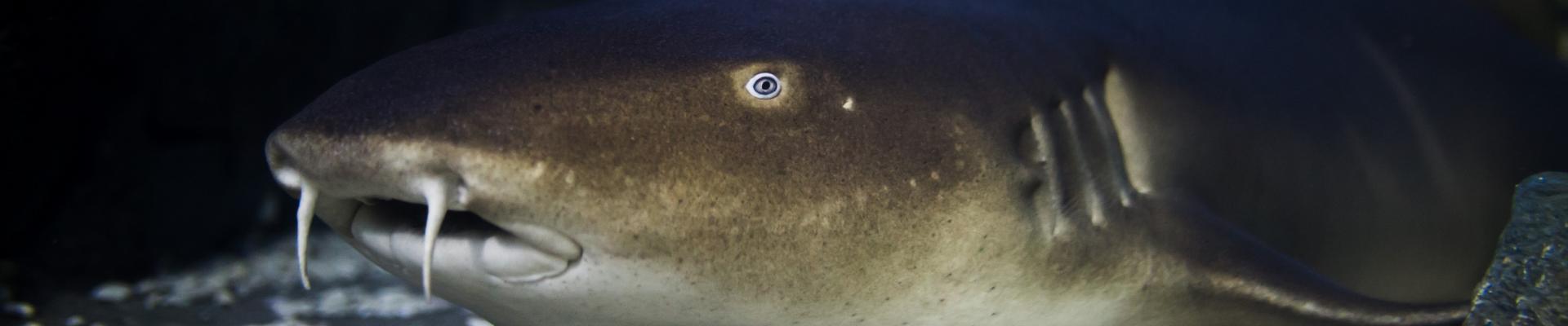 Close up of a Nurse shark