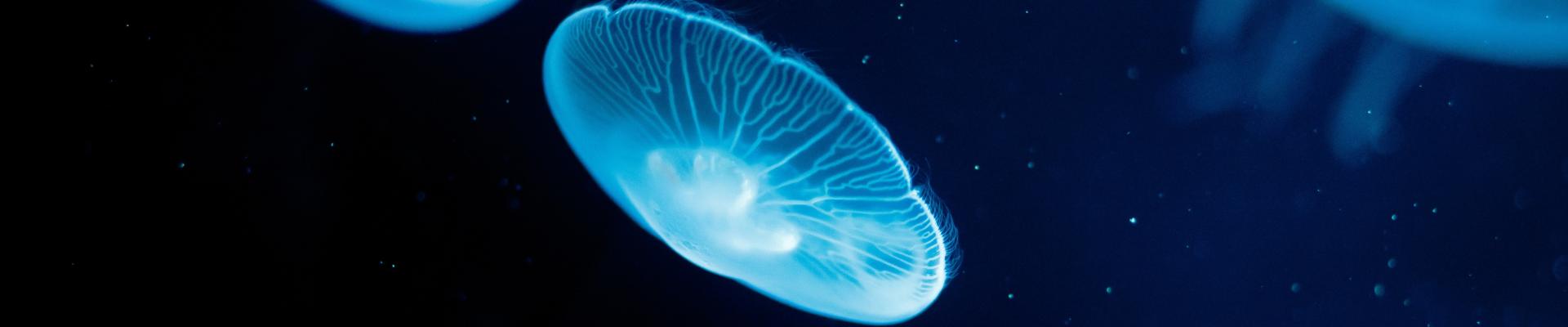 Close up of Moon jellyfish