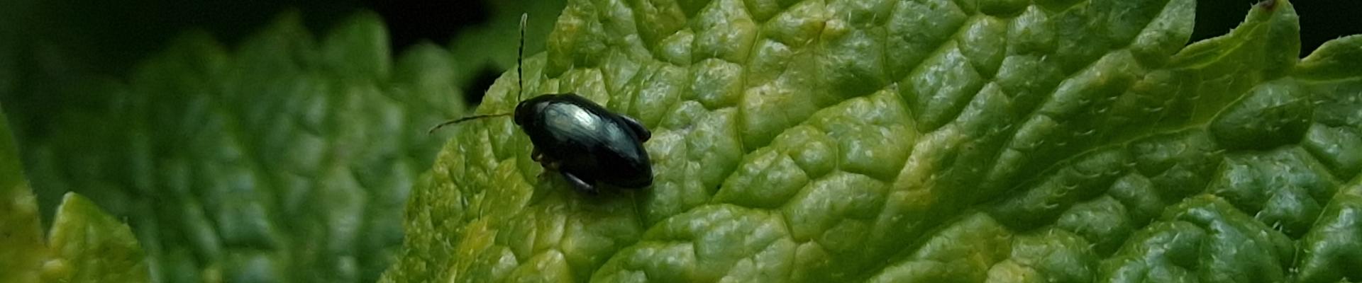 Close up of a beetle resting on a leaf