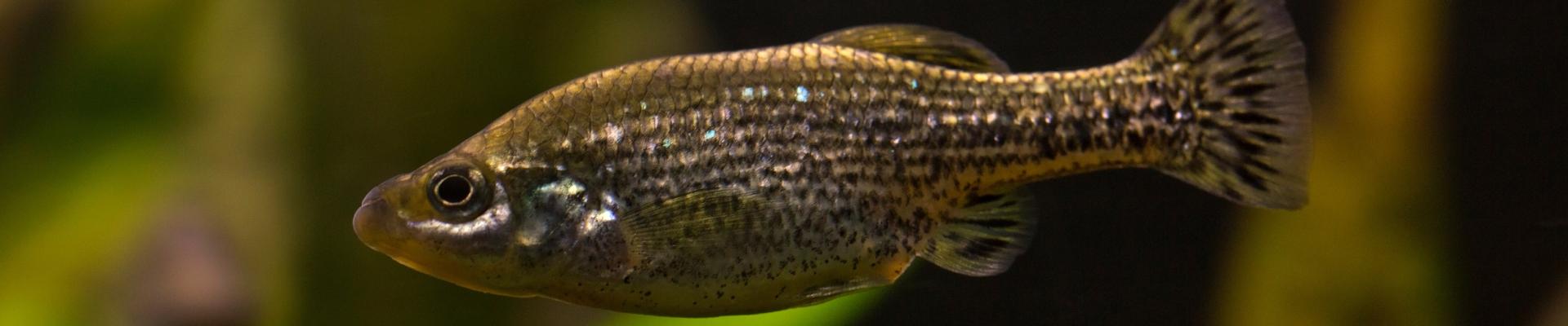 Butterfly spiltfin fish