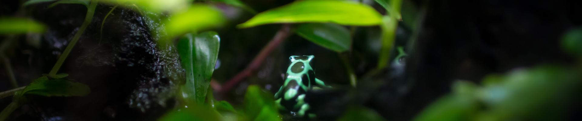 Image of a Green and Black poison dart frog