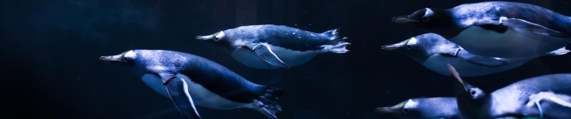 Gentoo penguins swimming