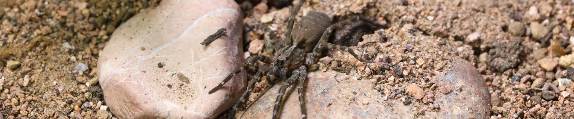 Desertas wolf spider